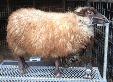 Moorit grey Icelandic lamb before shearing