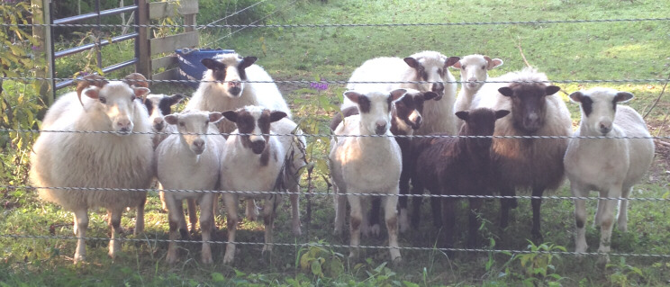 Most of the flock, late summer 2019