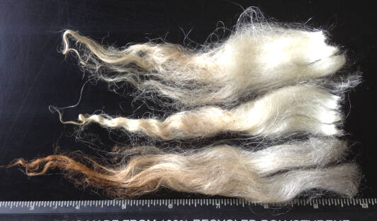 Wool locks from Icelandic lambs